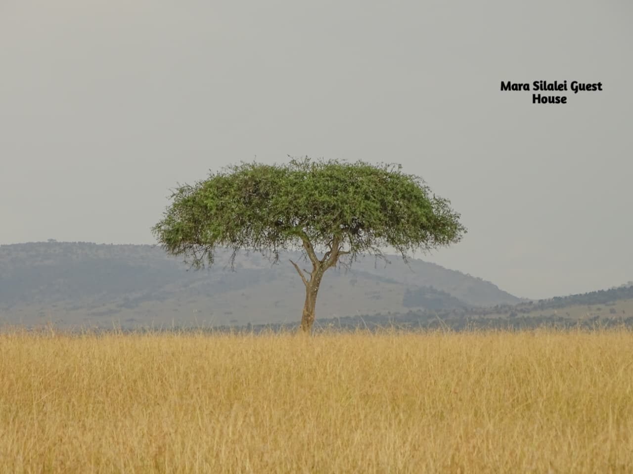 Acacia tree with the Oloololo escarpment rising behind the plains