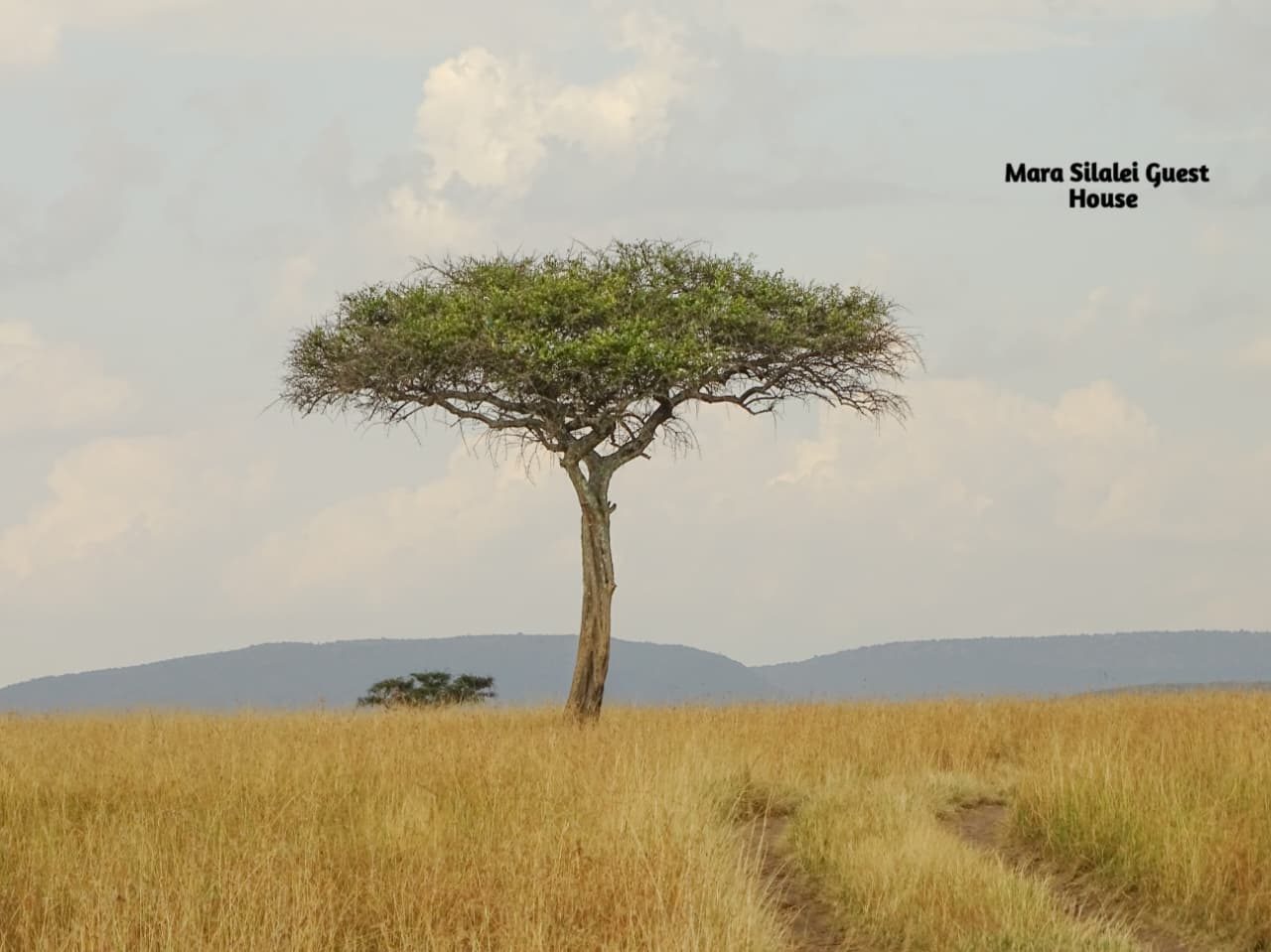A game-drive track winding past an acacia into open savannah