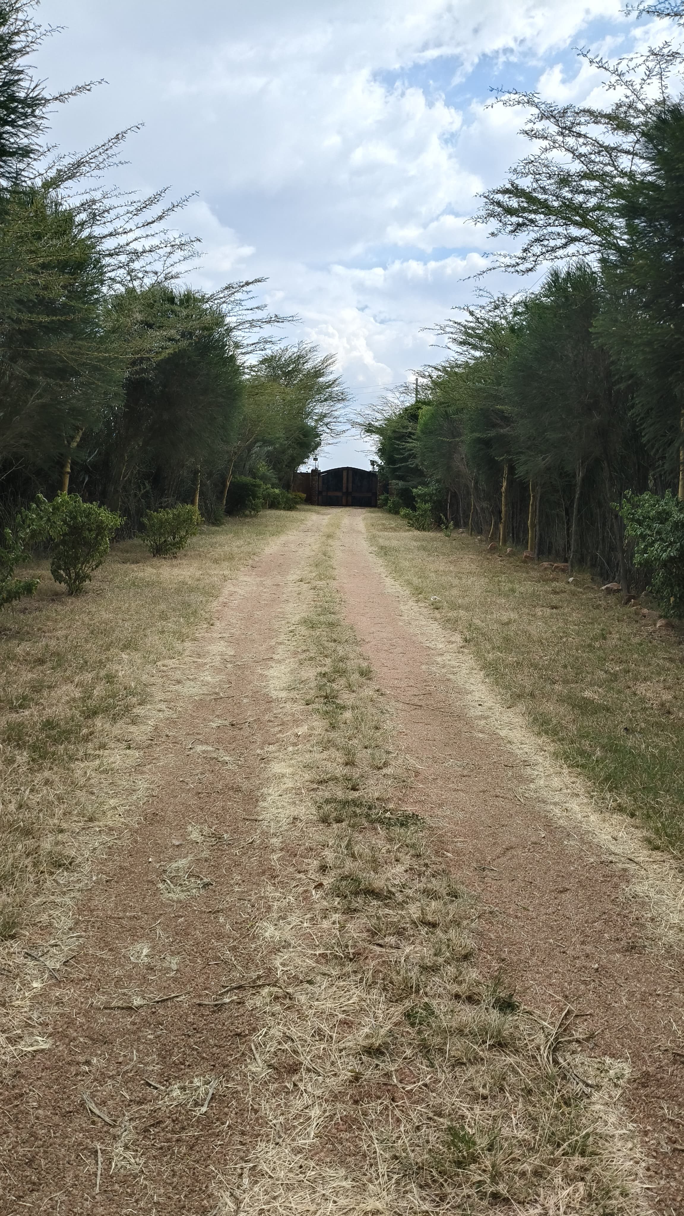 The quiet approach road to Mara Silalei Camp