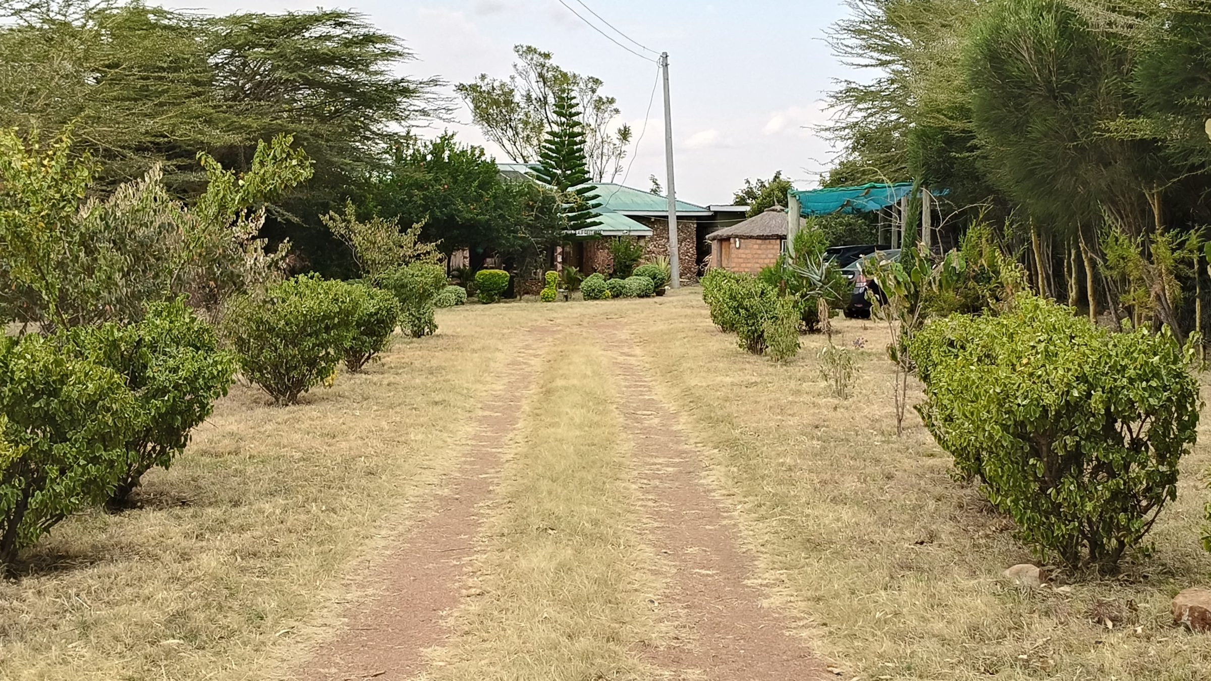 The green tree-lined driveway leading into Mara Silalei