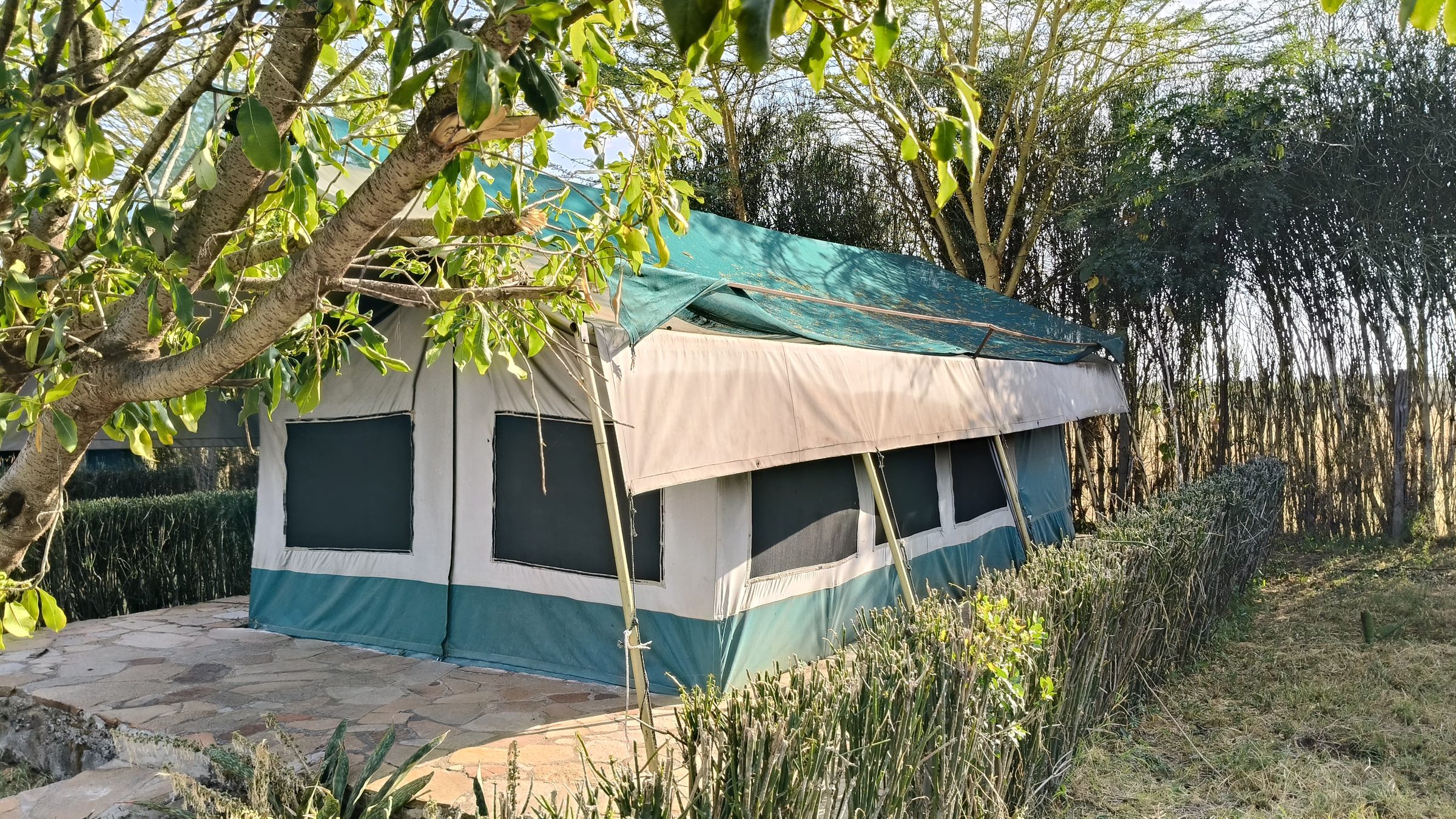 Canvas safari tent shaded by acacia and greenery