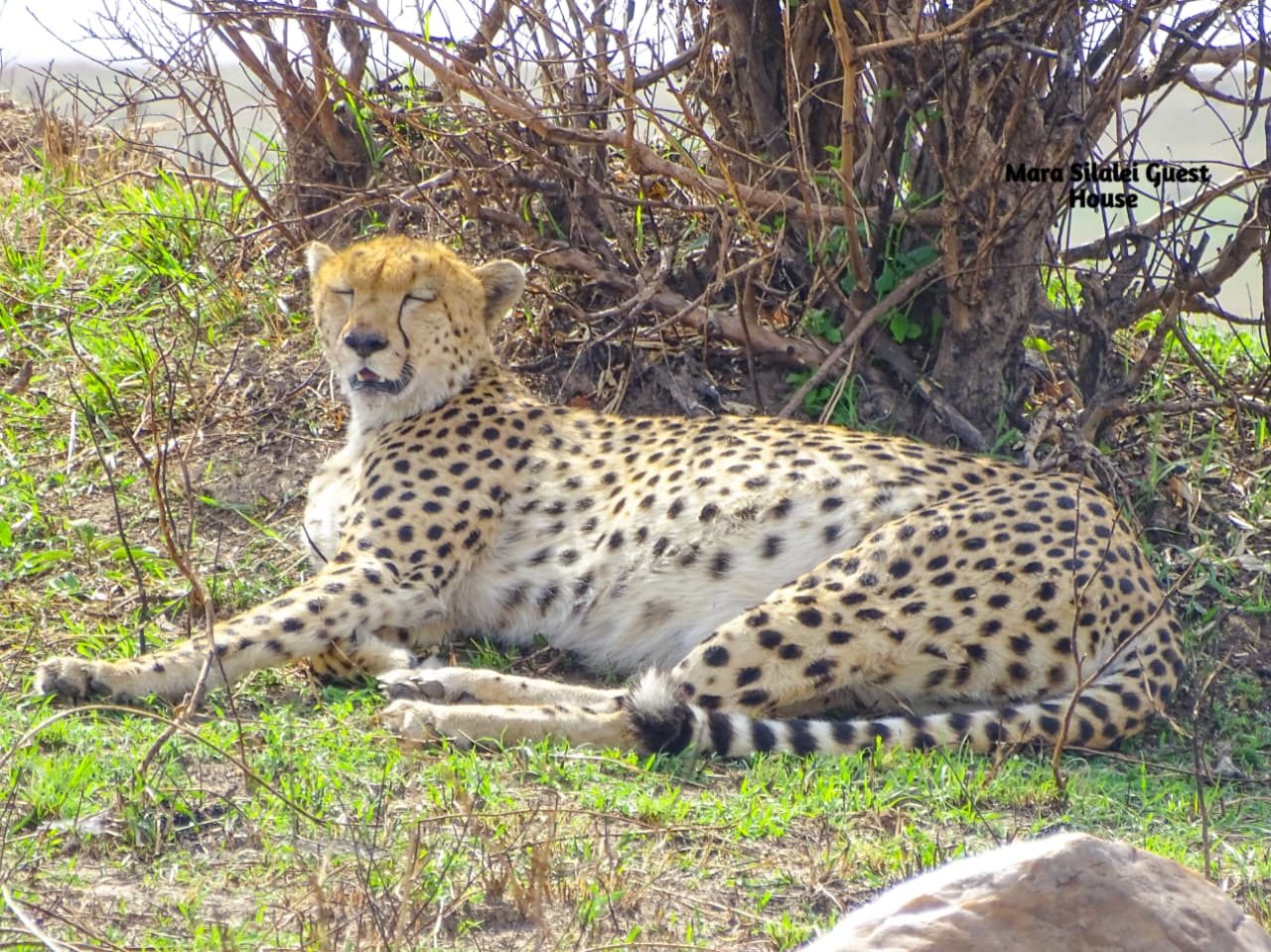 Cheetah resting in the shade of a thicket