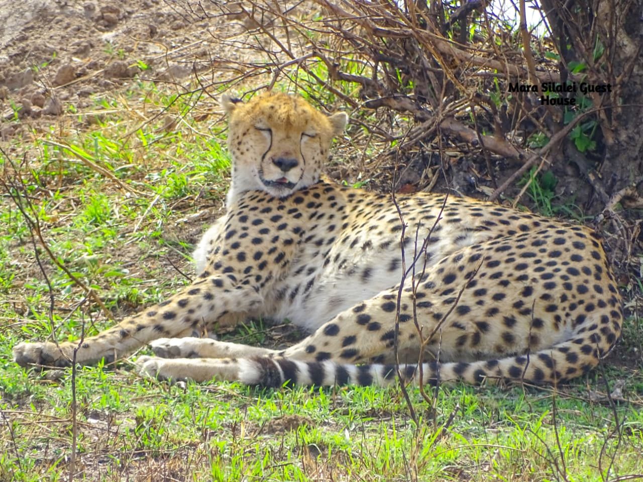 Cheetah lying alert beneath scrub on the plains