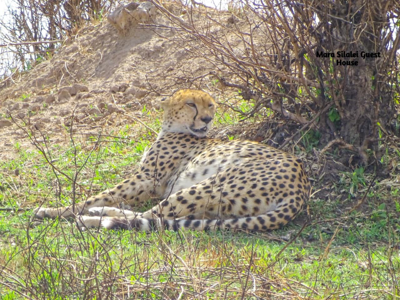 Cheetah curled against a termite mound in the Mara