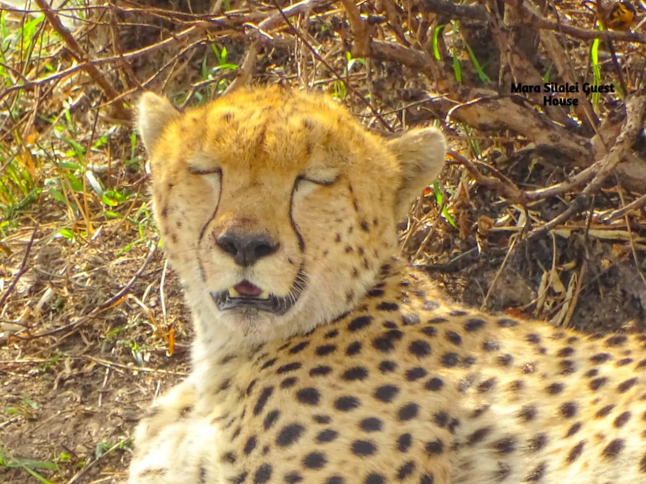 Close portrait of a cheetah with eyes half closed