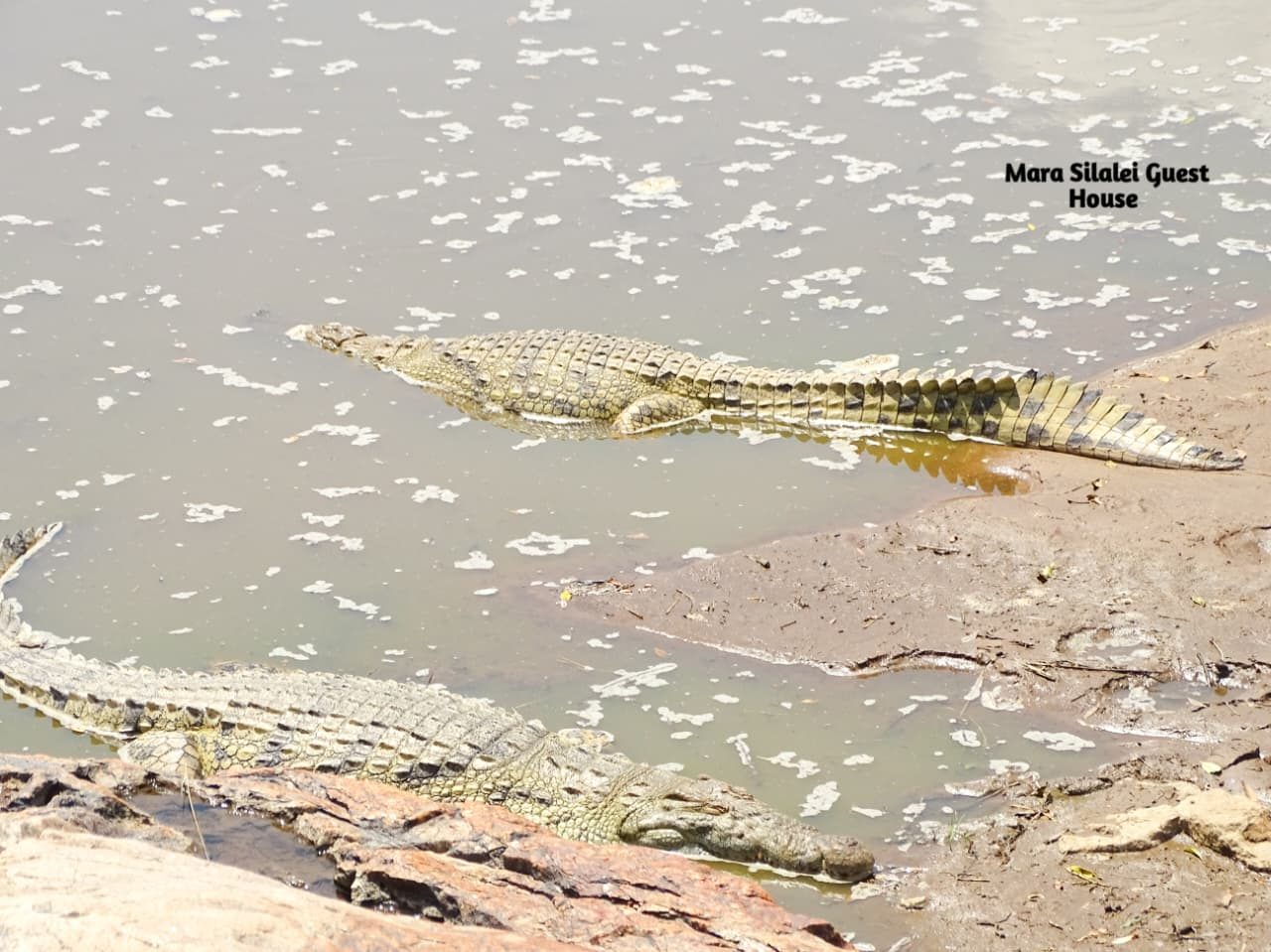 Nile crocodiles basking at the edge of the Mara river