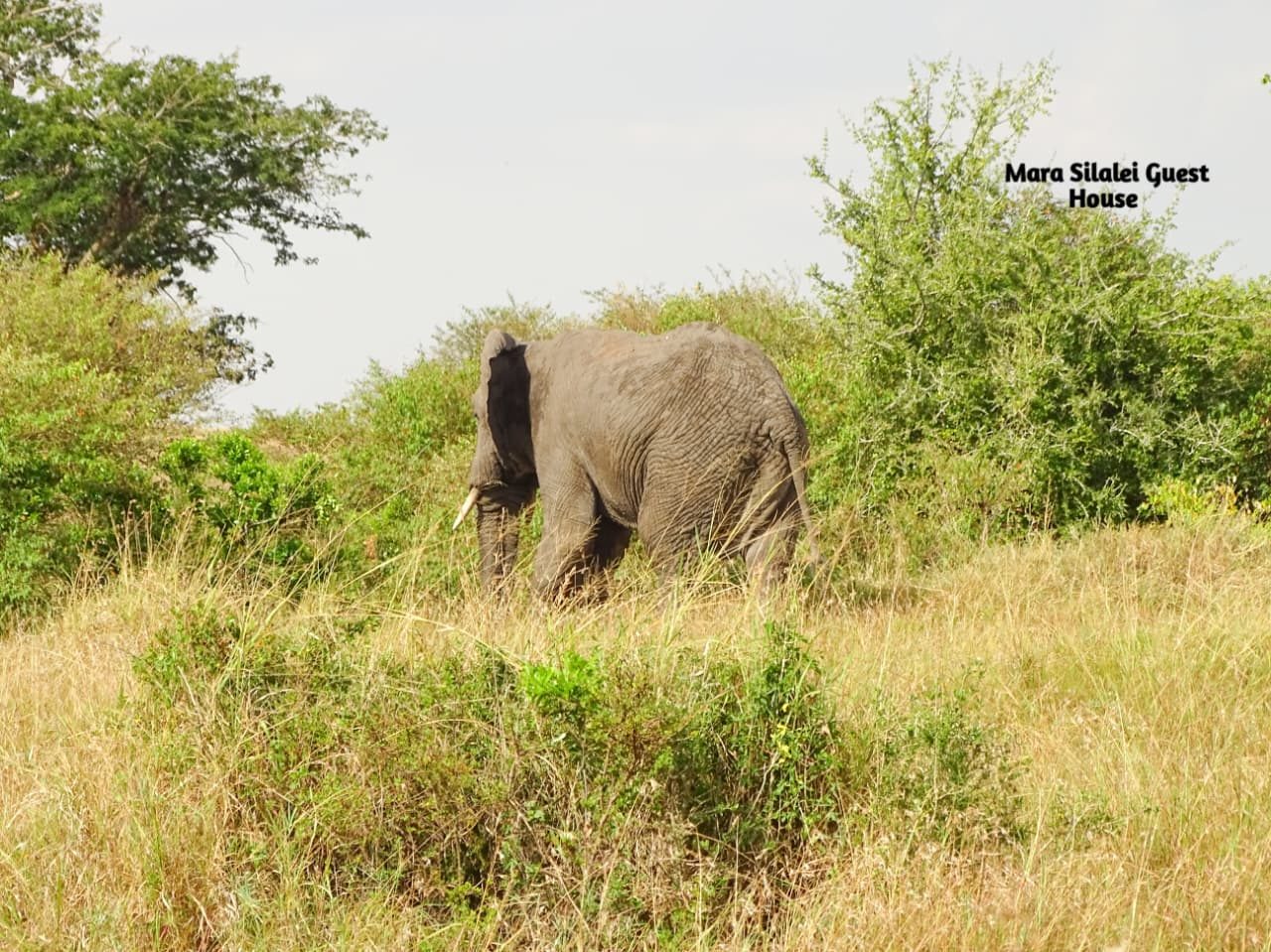 Elephant moving through thick bush on the reserve