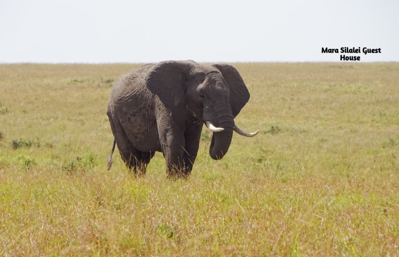 A big tusker elephant walking the open Mara grassland