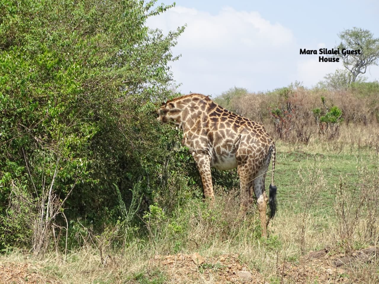 Maasai giraffe browsing on a bush in the Mara