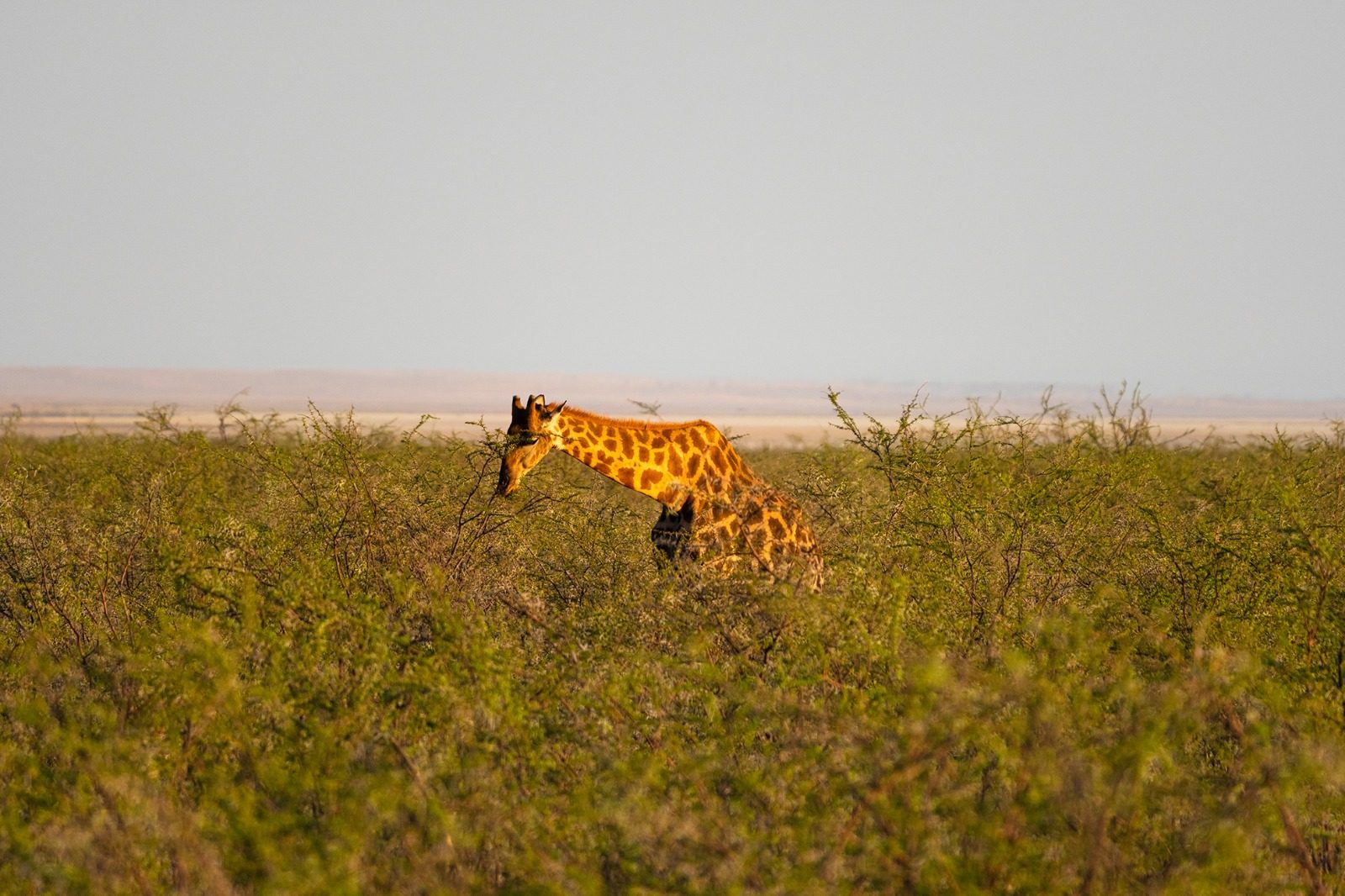 A giraffe moving through green scrub, lit gold by the low sun