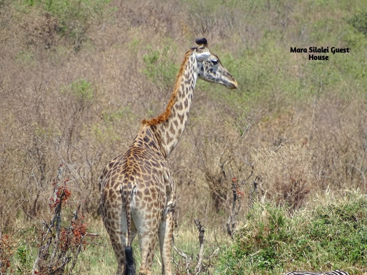 Maasai giraffe standing tall among the savannah scrub