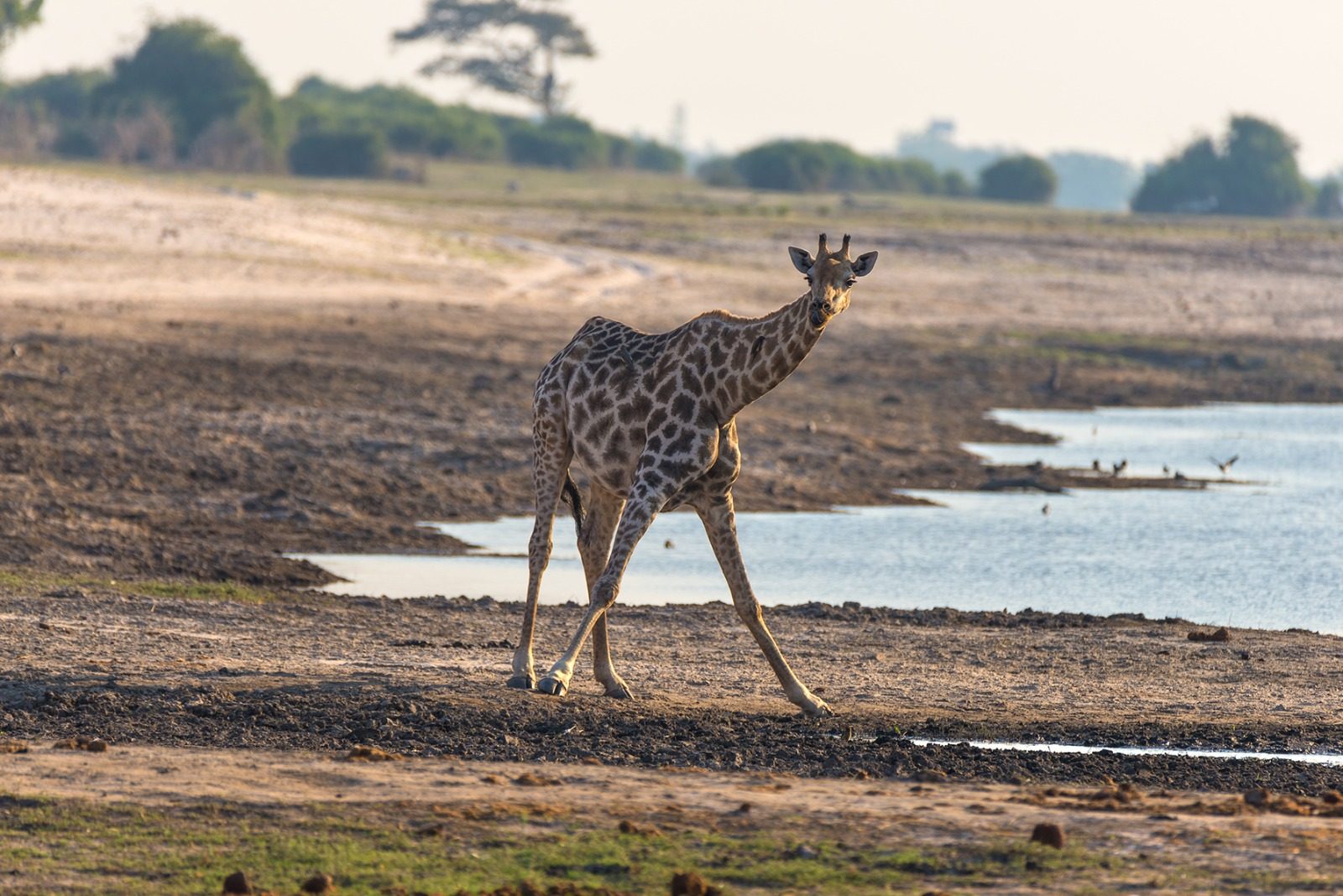 A Maasai giraffe walking the sand at a waterhole in the late afternoon light