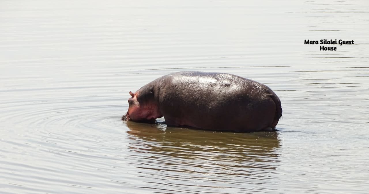 Hippo wading through the shallows of the Mara river