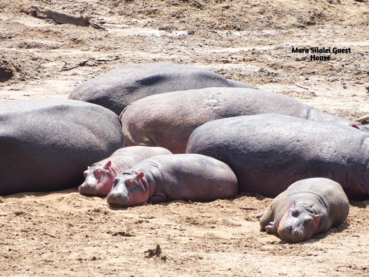 A pod of hippos resting together on a sandbank