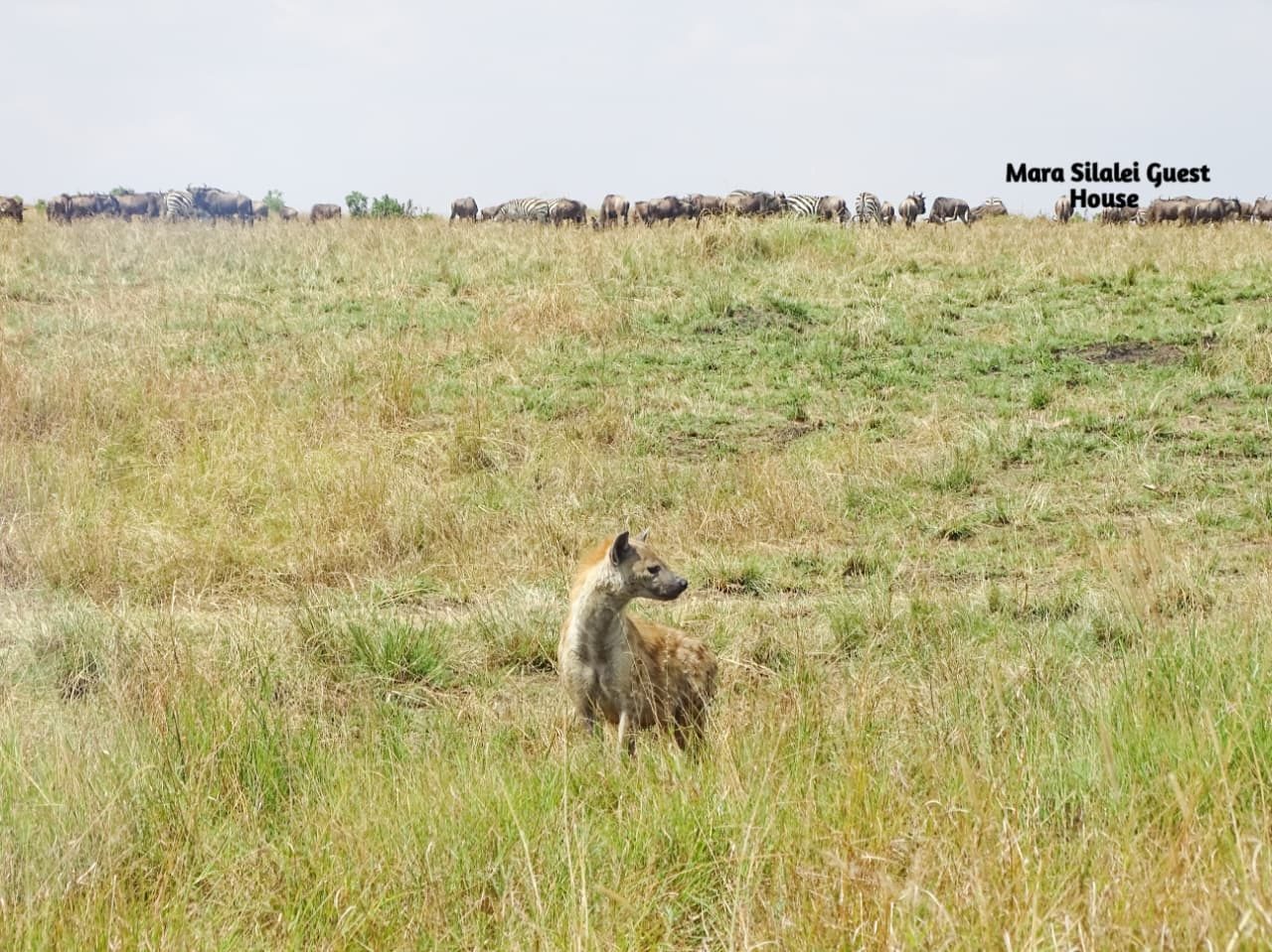 Spotted hyena on a rise with a wildebeest herd behind