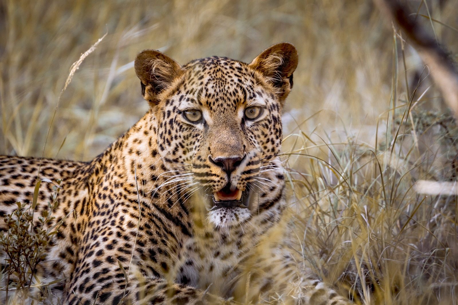 A leopard watching from the long grass of the Maasai Mara