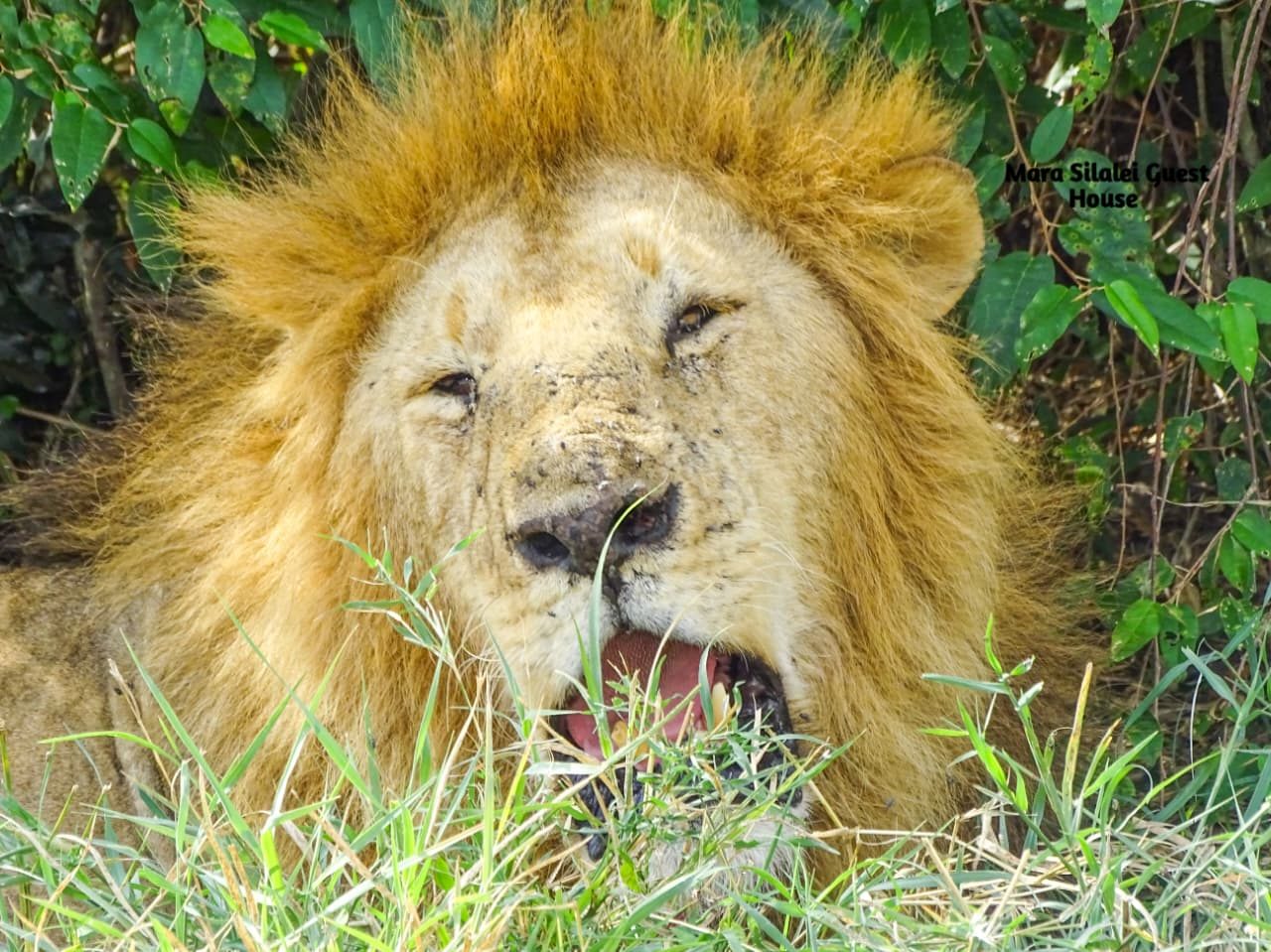Male lion with a full mane resting in green undergrowth