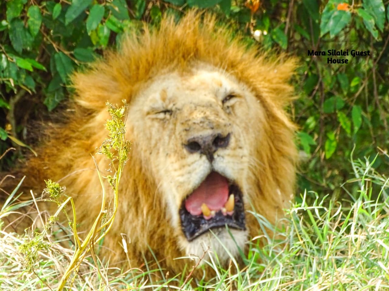 Male lion yawning in the shade of a thicket