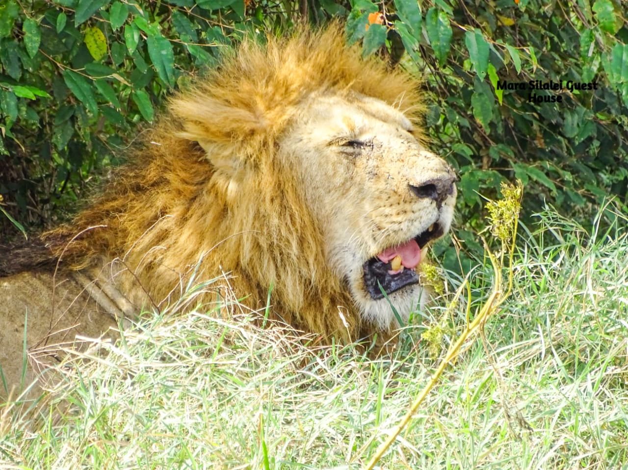 Profile of a mane-crowned male lion in the Maasai Mara