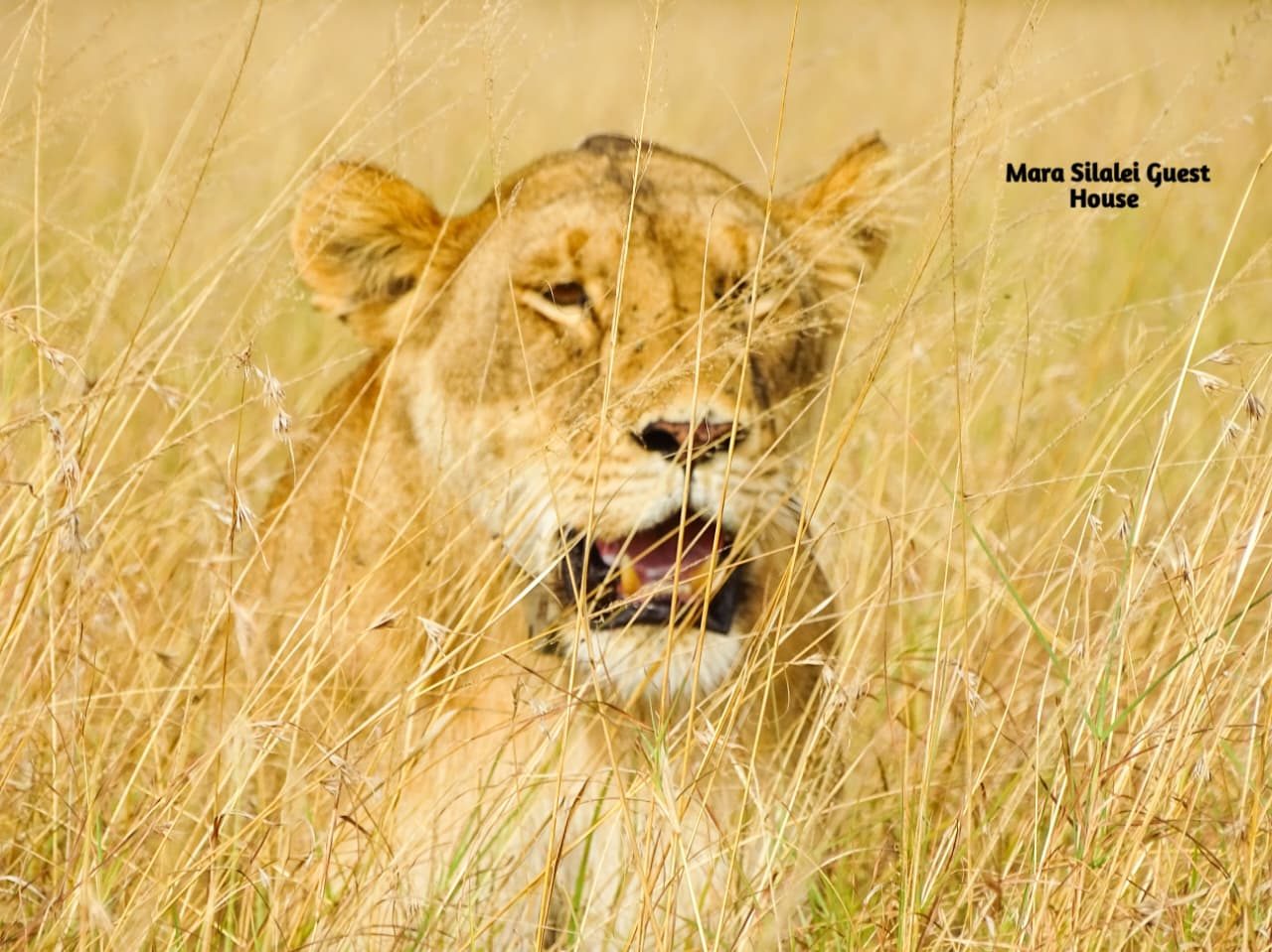 Lioness half hidden in tall golden grass