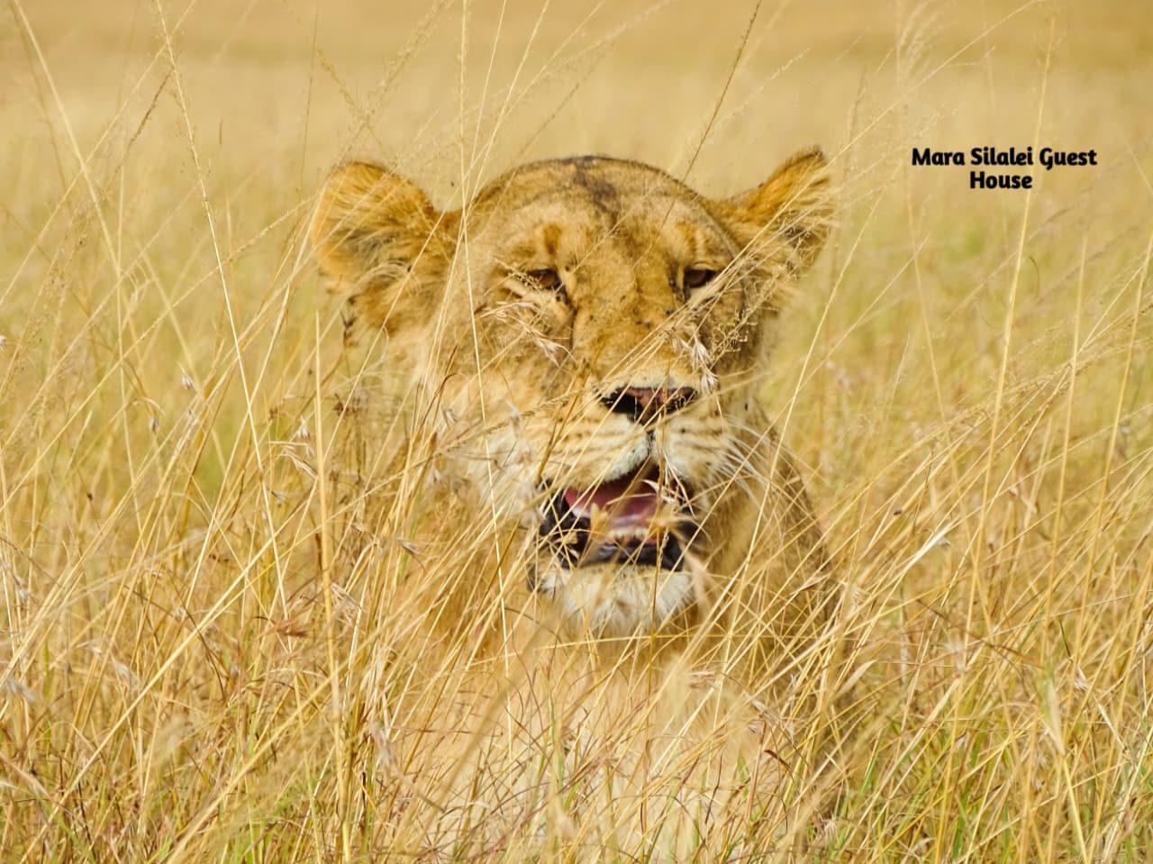 Lioness calling out from deep grass on the plains