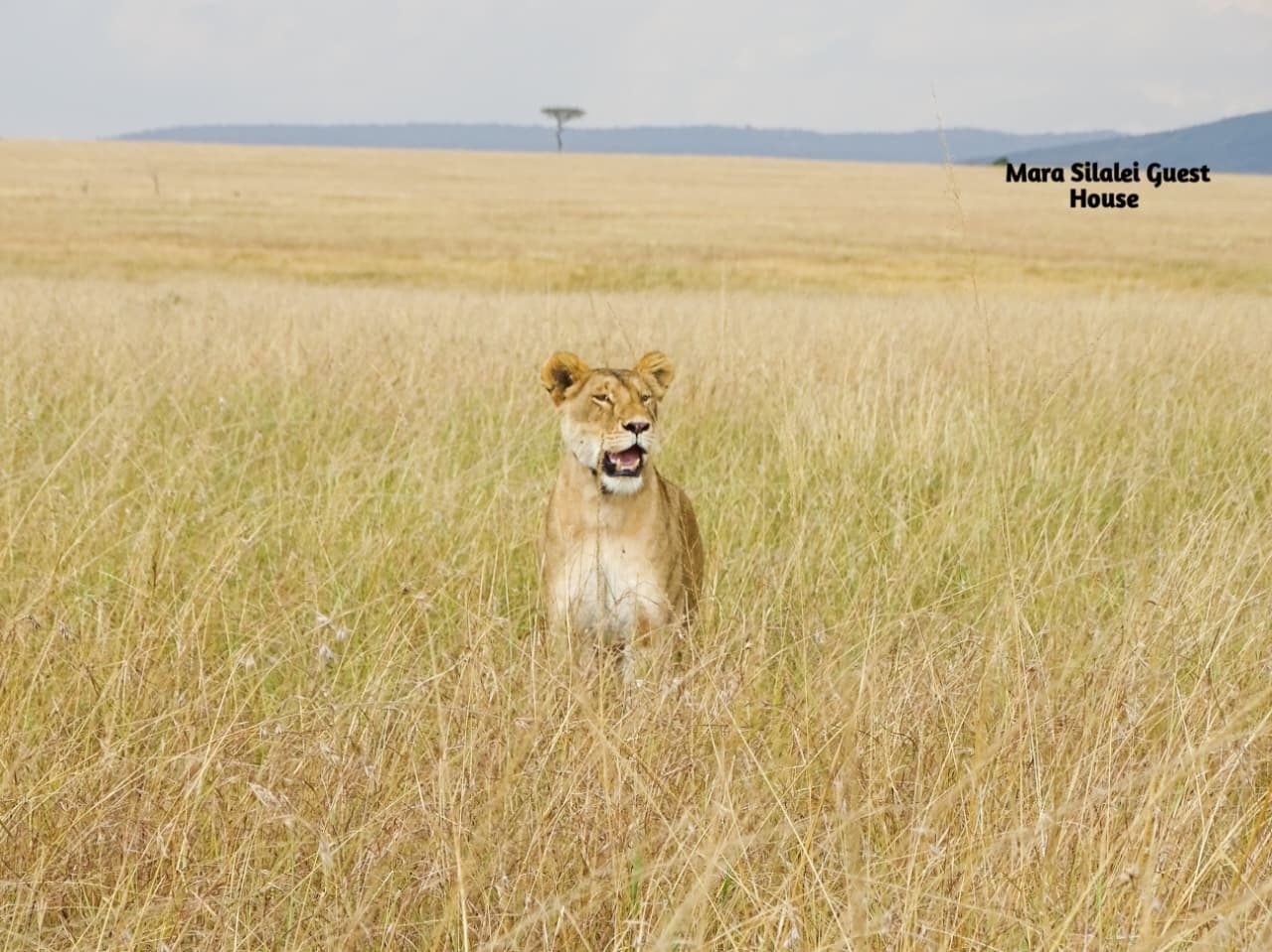 Lioness sitting upright in an open sea of Mara grass