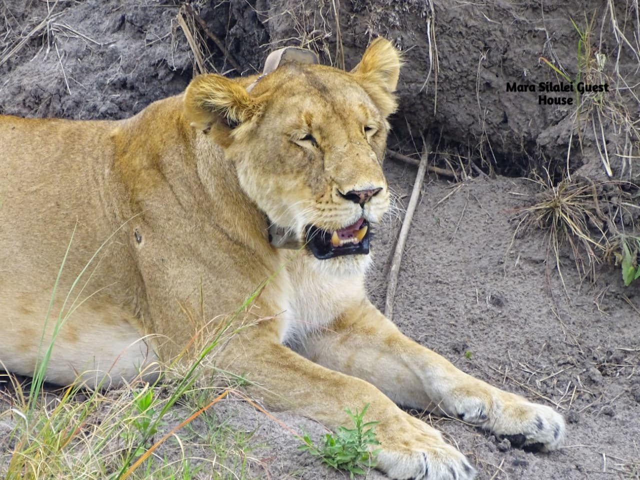 Close portrait of a lioness in the Maasai Mara