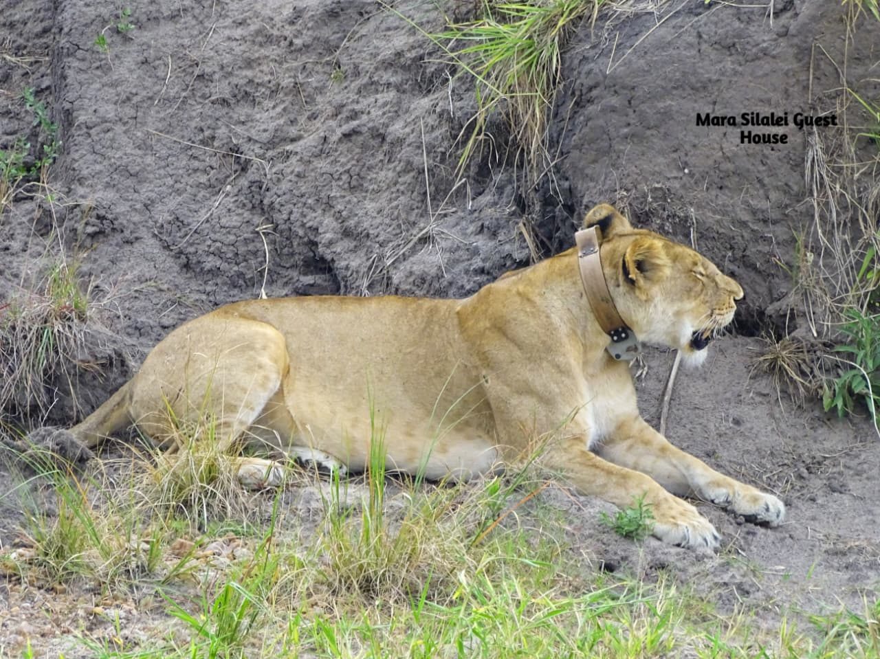 Lioness resting in the shade of a riverbank in the Maasai Mara