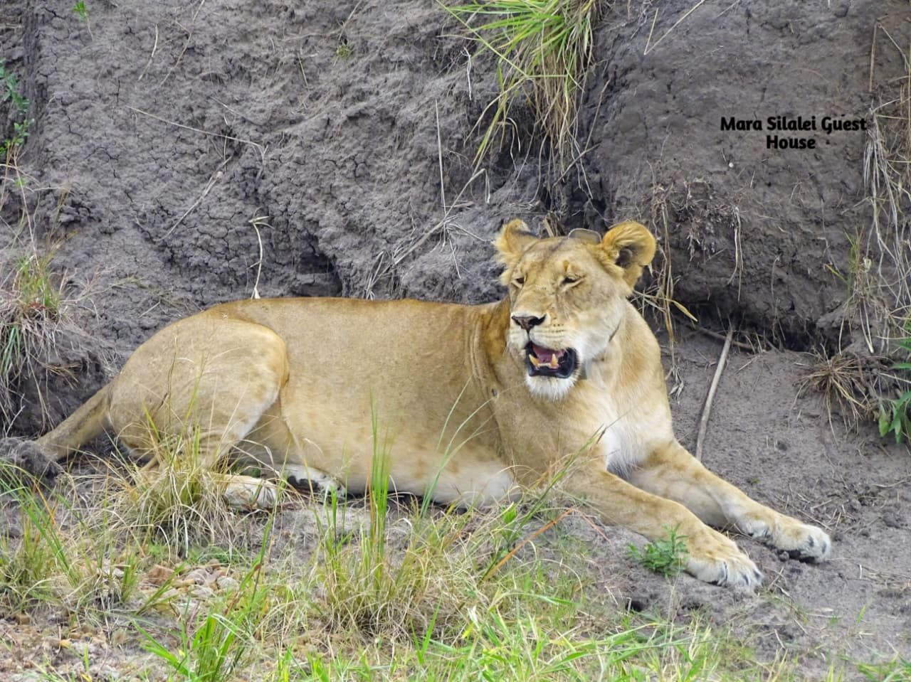 Alert lioness lying along a cool earthen bank