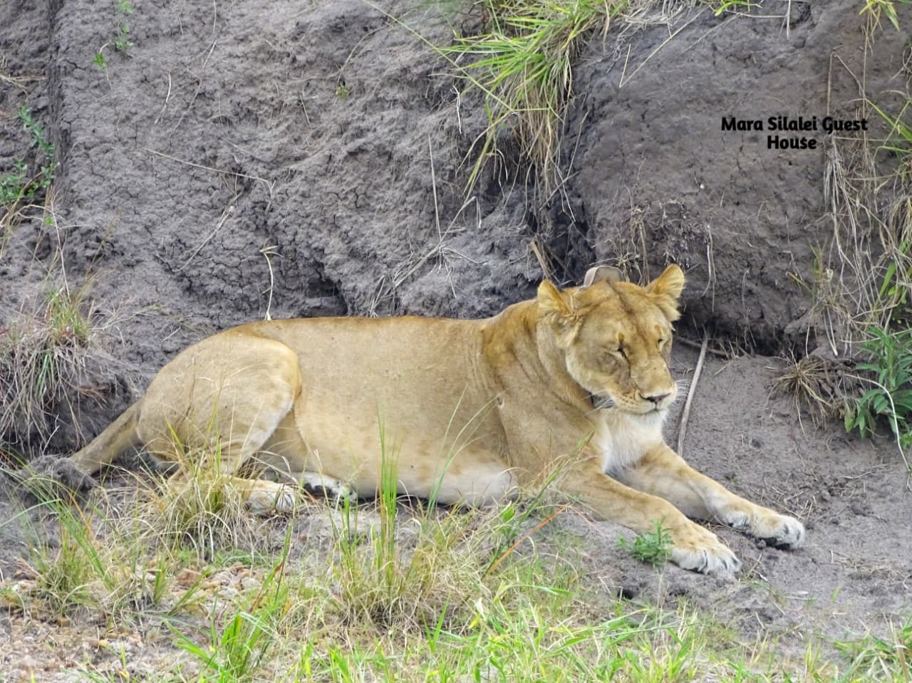 Lioness stretched out on a riverbank at midday