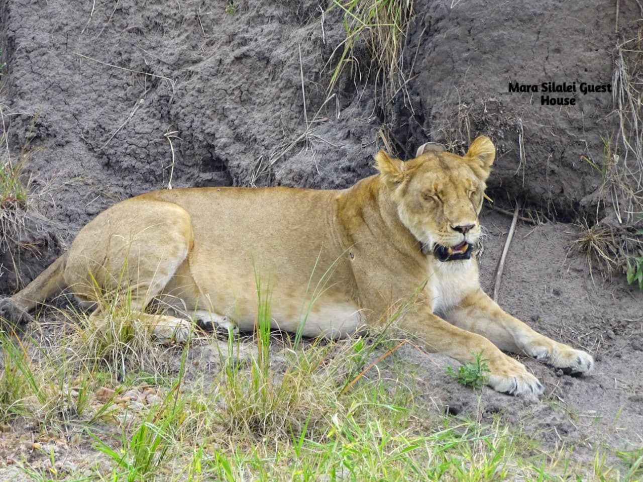 Lioness watching the plains from the shade of a bank