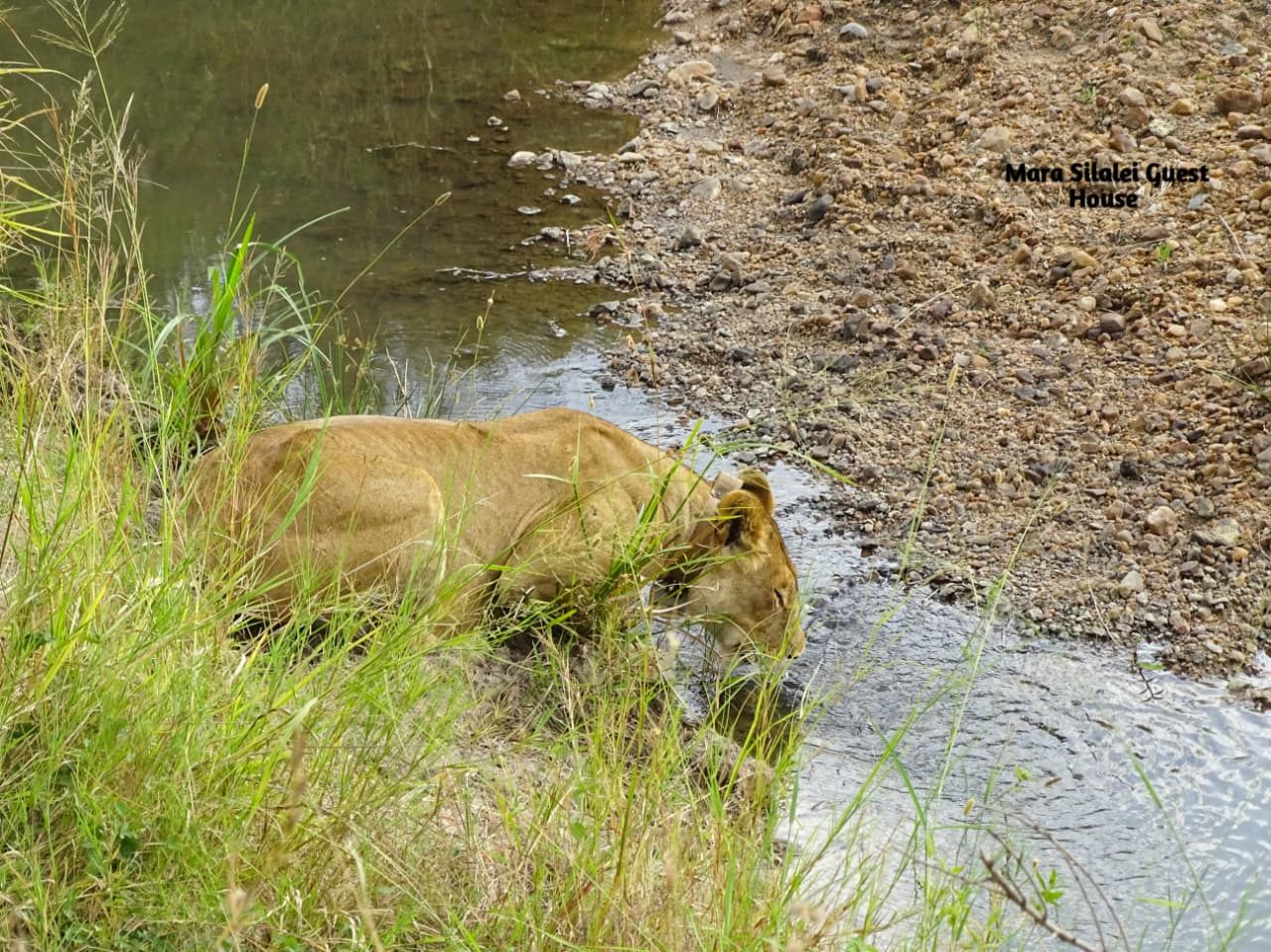 Lioness drinking at the water's edge in the Mara