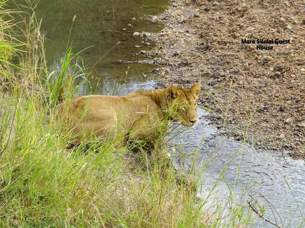 Lioness crouched at a shallow river crossing
