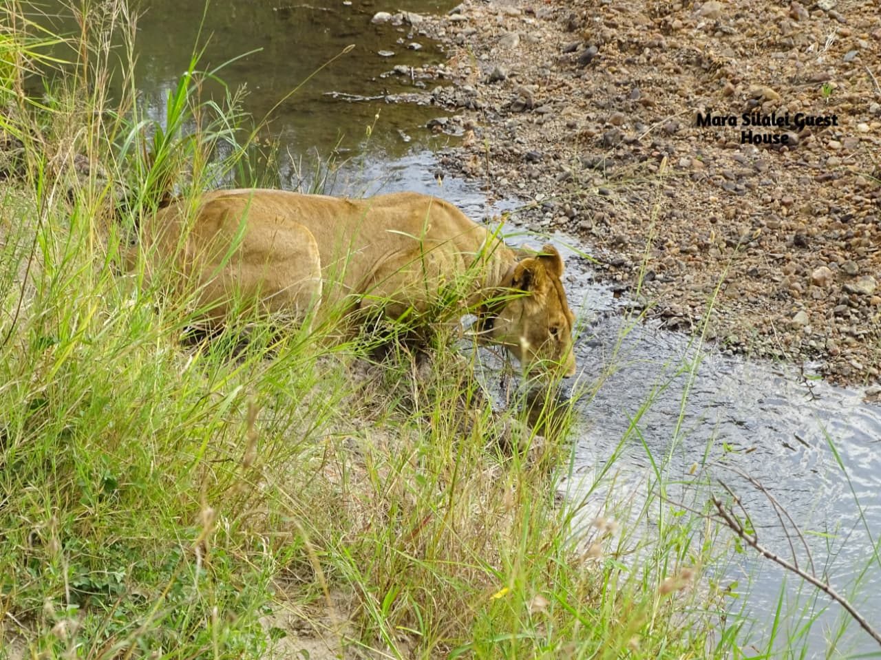 Lioness lapping water beside tall riverine grass