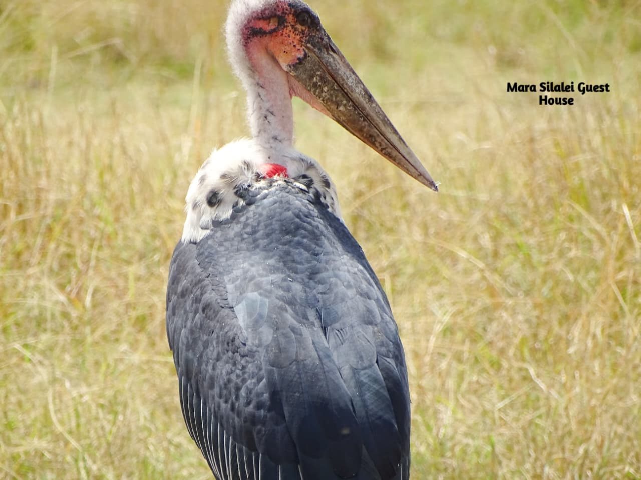 Marabou stork standing in the grass of the reserve