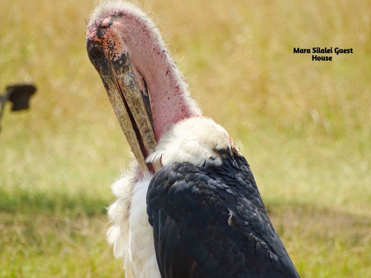 Close view of a marabou stork in the Maasai Mara