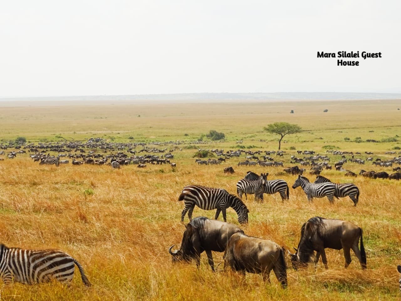 The Great Migration stretching to the horizon across the Mara