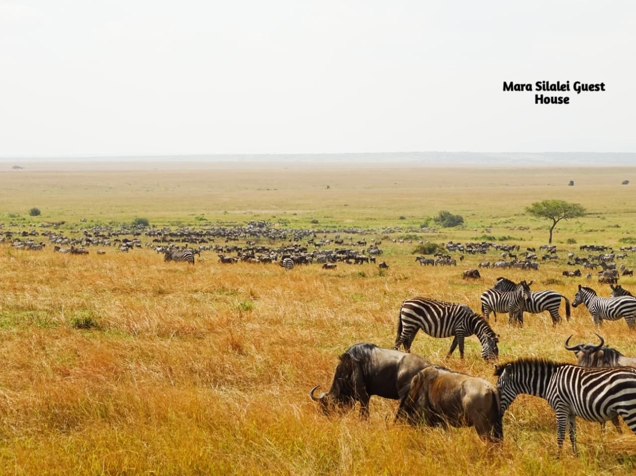 Endless columns of wildebeest and zebra on the move