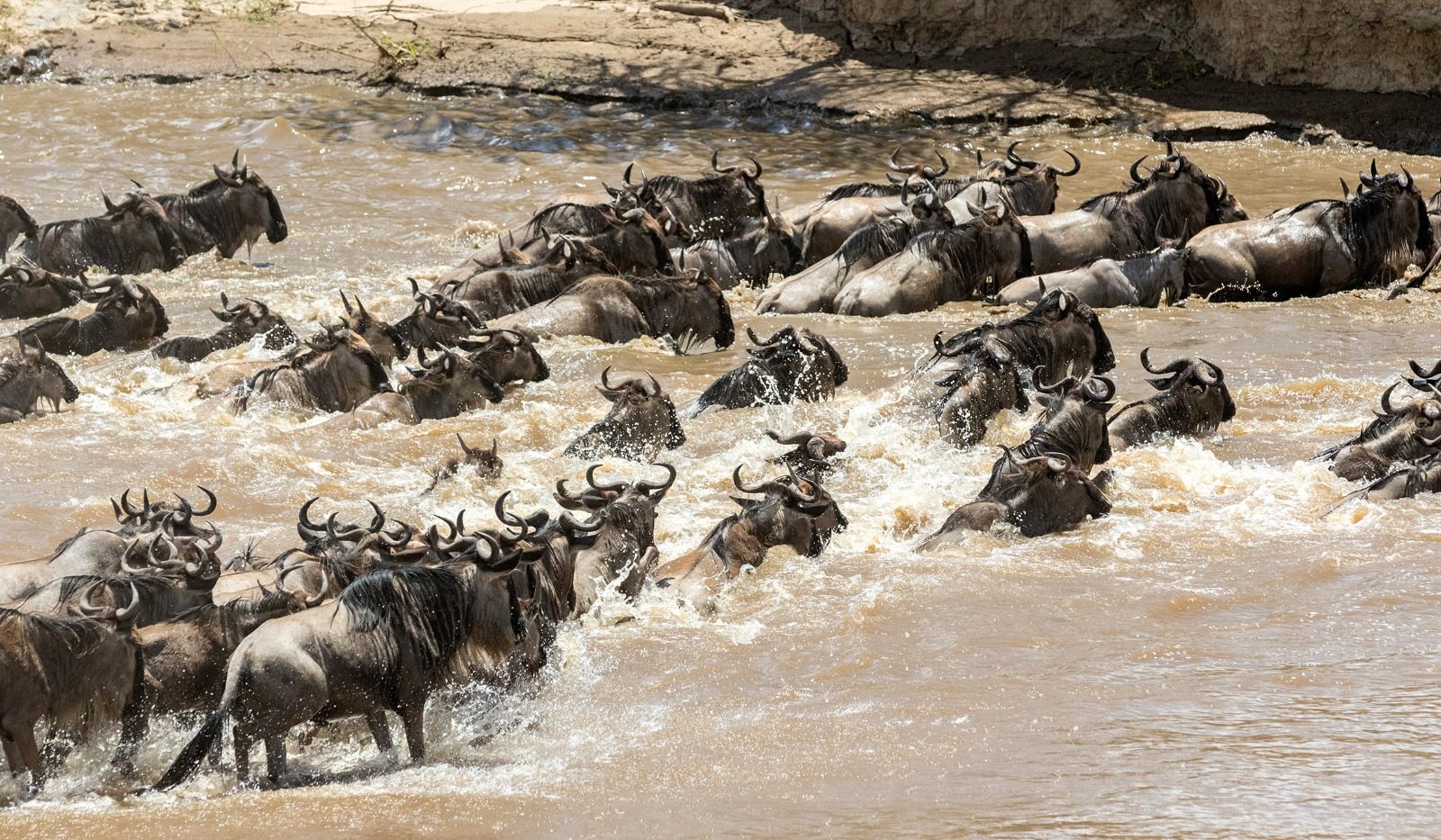 Wildebeest surging across the Mara river during the Great Migration