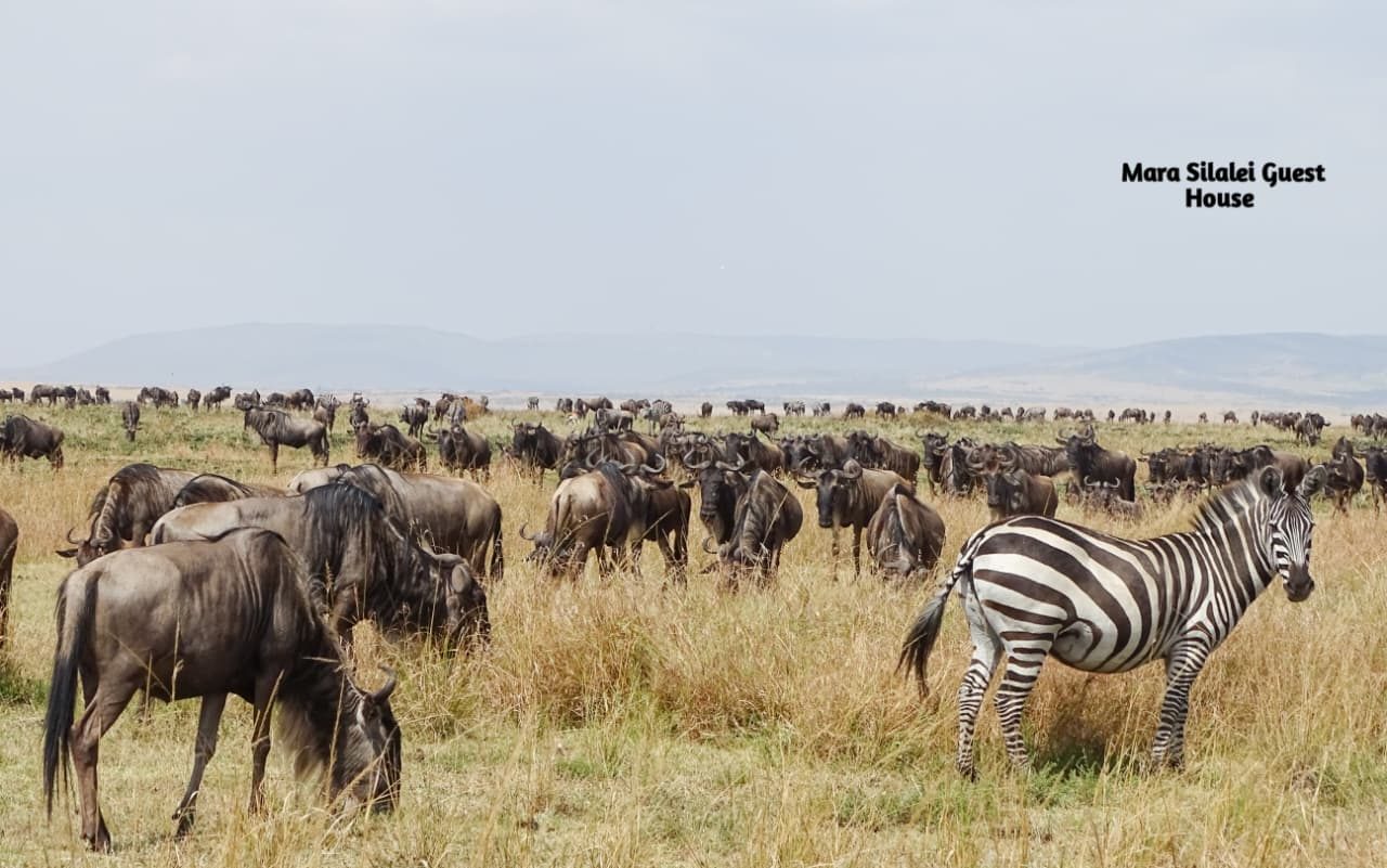 Zebra and wildebeest crossing the plains during the Great Migration