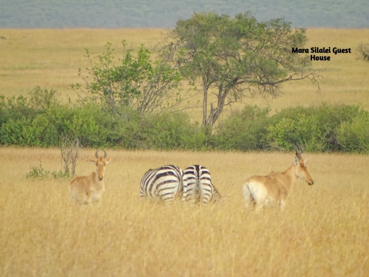 Topi antelope and zebra grazing together on the golden Mara plains