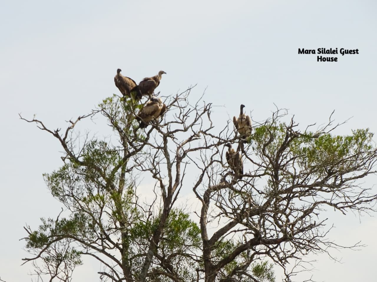 Vultures perched in the bare branches of a savannah tree