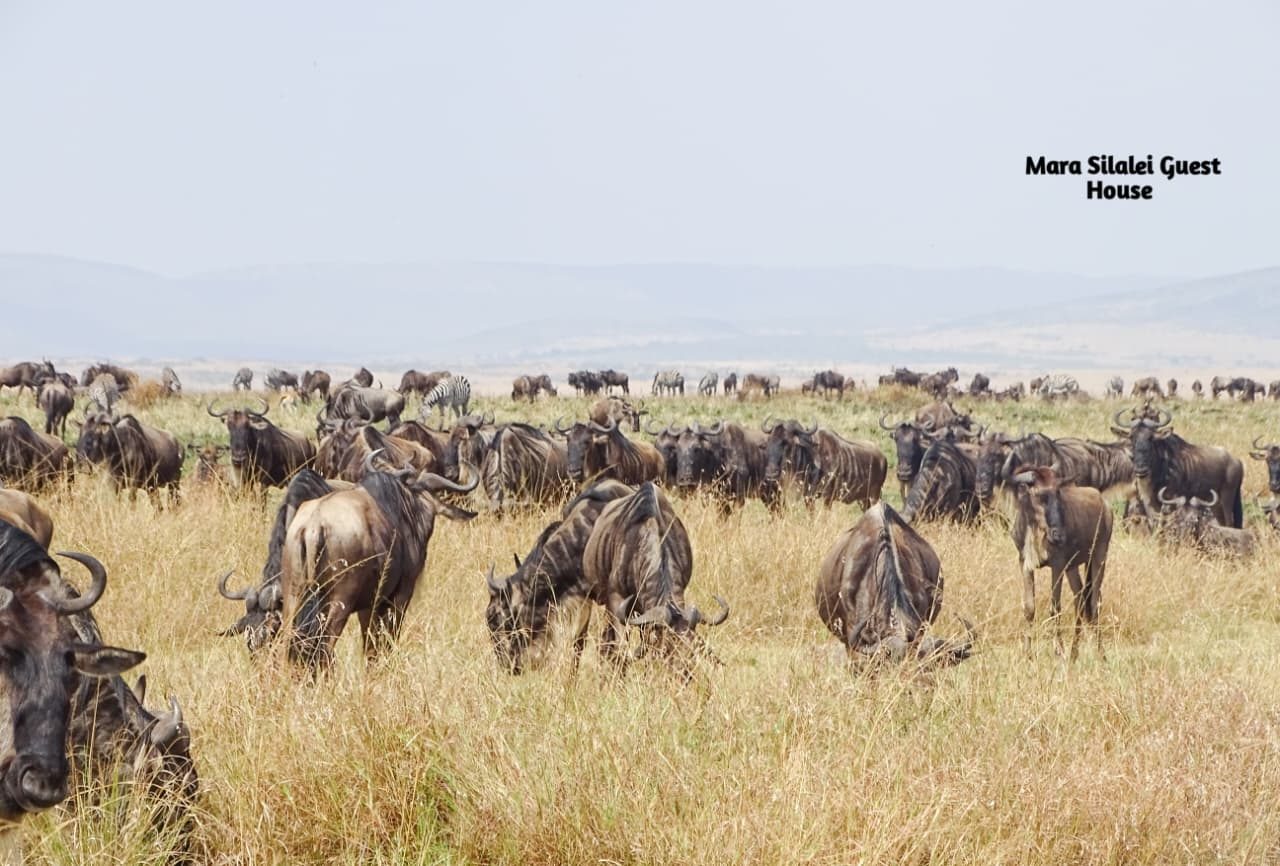 A dense herd of wildebeest grazing across the Mara plains
